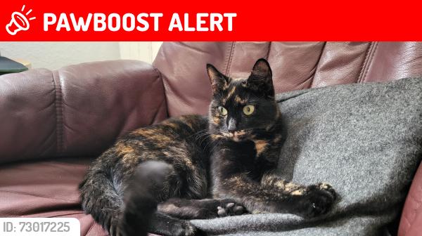 Lost Female Cat last seen Beach Road, Bangor, North Wales, Gwynedd, Wales LL57 1DD