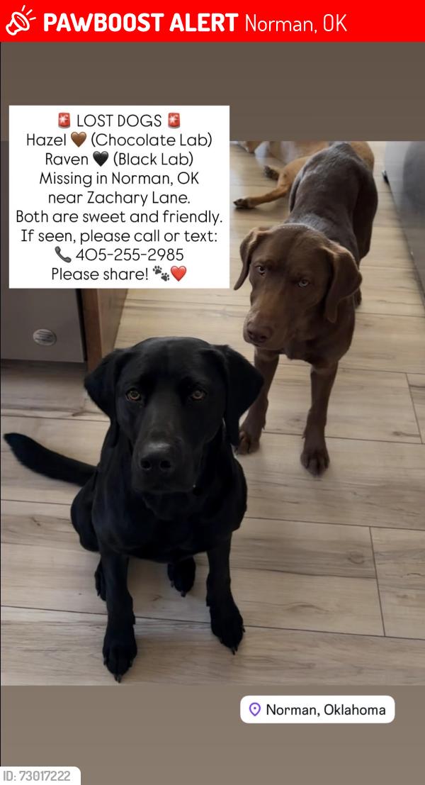 Lost Female Dog last seen Zachary Ln, Norman, OK 73019