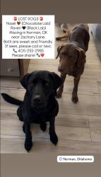 Lost Female Dog last seen Zachary Ln, Norman, OK 73019