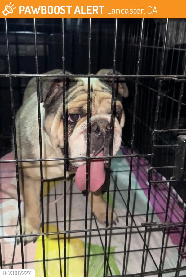 Found/Stray Female Dog last seen 20th West and Avenue I, Lancaster, CA 93536