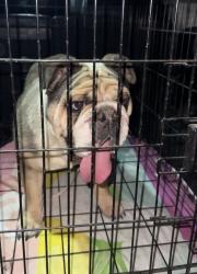 Found/Stray Female Dog last seen 20th West and Avenue I, Lancaster, CA 93536