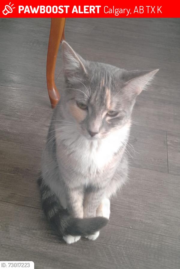 Lost Female Cat last seen Banister road, Calgary Alberta, Calgary, AB T2X 2K9