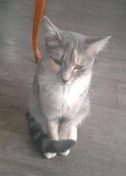 Lost Female Cat last seen Banister road, Calgary Alberta, Calgary, AB T2X 2K9
