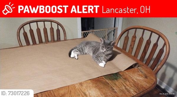 Lost Male Cat last seen Grandstaff Ave near Medill elementary , Lancaster, OH 43130