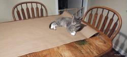 Lost Male Cat last seen Grandstaff Ave near Medill elementary , Lancaster, OH 43130