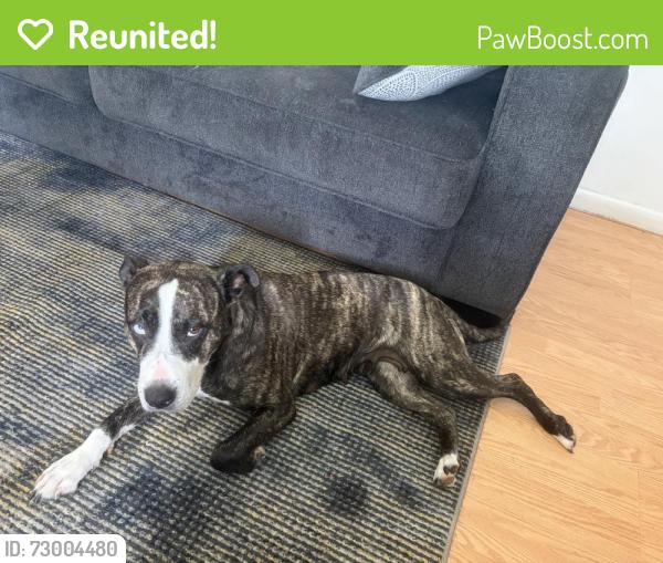 Reunited Female Dog last seen Davis St & Water St, Joliet, IL 60436