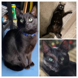 Lost Female Cat last seen tijeras rd NW, VILLAGE OF LOS RANCHOS, NM 87114