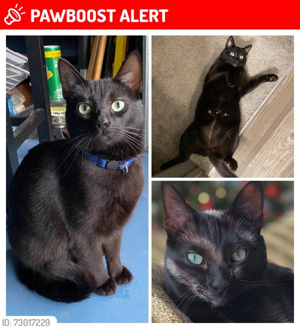 Lost Female Cat last seen tijeras rd NW, VILLAGE OF LOS RANCHOS, NM 87114