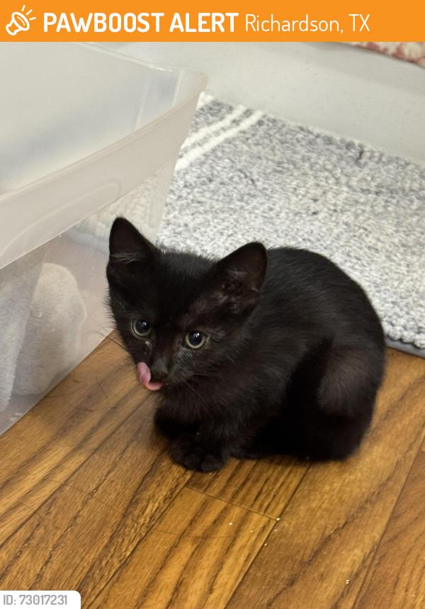 Found/Stray Unknown Cat last seen Parking Structure 4 at UT Dallas, Richardson, TX 75080