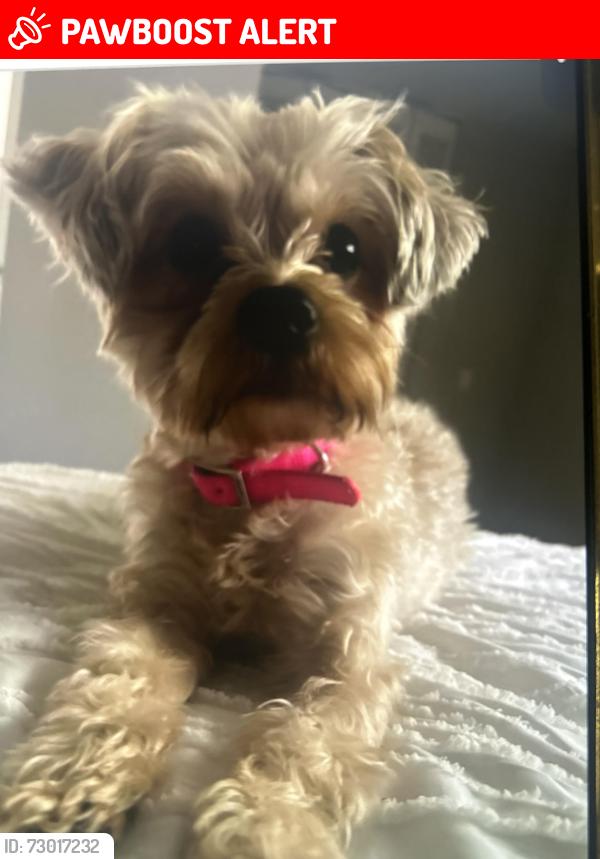 Lost Female Dog last seen east warren area, Detroit, MI 48213