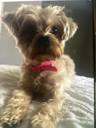Lost Female Dog last seen east warren area, Detroit, MI 48213