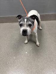 Shelter Stray Female Dog last seen Near BLOCK ATWOOD AVE, 655 N Mojave Rd, Las Vegas, NV 89101, USA