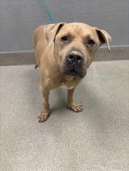 Shelter Stray Male Dog last seen Near BLOCK COLBATH ST, LAS VEGAS NV 89110, 655 N Mojave Rd, Las Vegas, NV 89101, USA