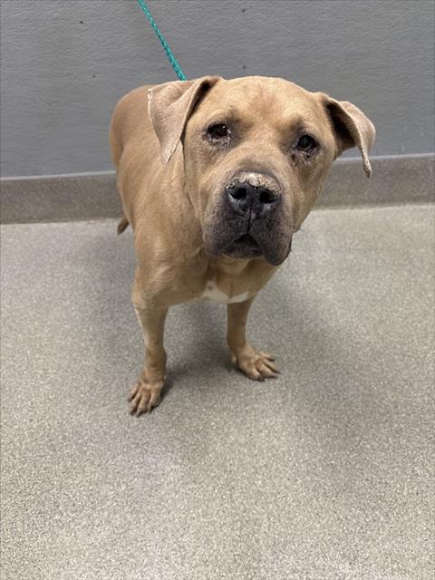 Shelter Stray Male Dog last seen Near BLOCK COLBATH ST, LAS VEGAS NV 89110, 655 N Mojave Rd, Las Vegas, NV 89101, USA