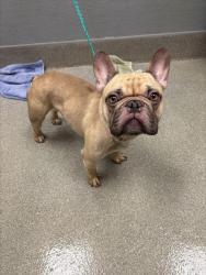 Shelter Stray Male Dog last seen JIMMY DURANTE BLVD | E HARMON AVE, 655 N Mojave Rd, Las Vegas, NV 89101, USA