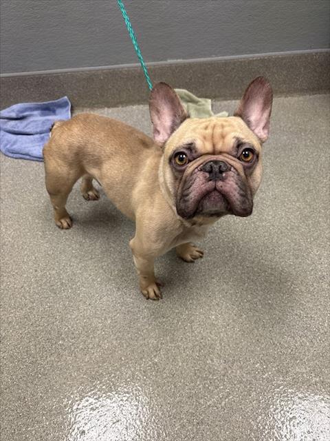 Shelter Stray Male Dog last seen JIMMY DURANTE BLVD | E HARMON AVE, 655 N Mojave Rd, Las Vegas, NV 89101, USA
