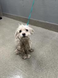 Shelter Stray Female Dog last seen Near BLK OF LOSEE, 655 N Mojave Rd, Las Vegas, NV 89101, USA
