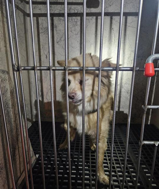 Shelter Stray Unknown Dog last seen Near BLOCK CECILE AVE, LAS VEGAS NV 89115, 655 N Mojave Rd, Las Vegas, NV 89101, USA