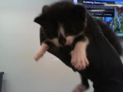 Shelter Stray Male Cat last seen CHARLOTTE, 8315 Byrum Dr, Charlotte, NC 28217, USA