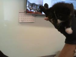 Shelter Stray Male Cat last seen CHARLOTTE, 8315 Byrum Dr, Charlotte, NC 28217, USA