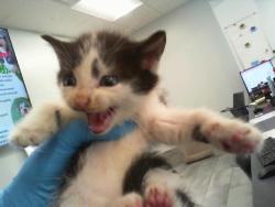 Shelter Stray Female Cat last seen CHARLOTTE, 8315 Byrum Dr, Charlotte, NC 28217, USA