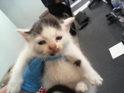 Shelter Stray Female Cat last seen CHARLOTTE, 8315 Byrum Dr, Charlotte, NC 28217, USA