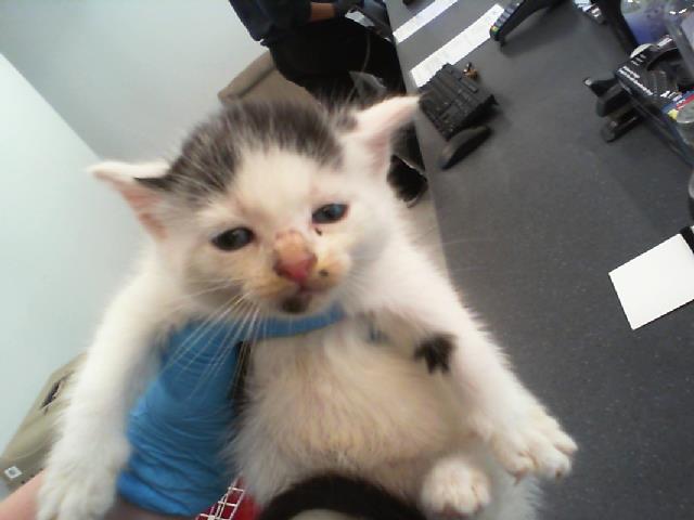 Shelter Stray Female Cat last seen CHARLOTTE, 8315 Byrum Dr, Charlotte, NC 28217, USA