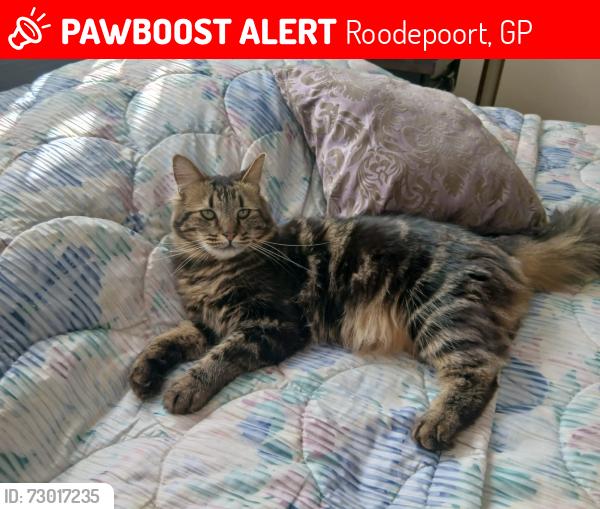 Lost Male Cat last seen Roodepoort Hoerskool and Roodepoort north  Police Station , Roodepoort, GP 1724