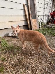 Lost Male Cat last seen escaped by vape shop, Houston, TX 77080