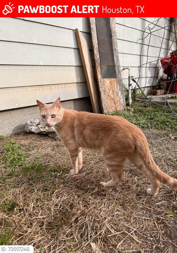 Lost Male Cat last seen escaped by vape shop, Houston, TX 77080