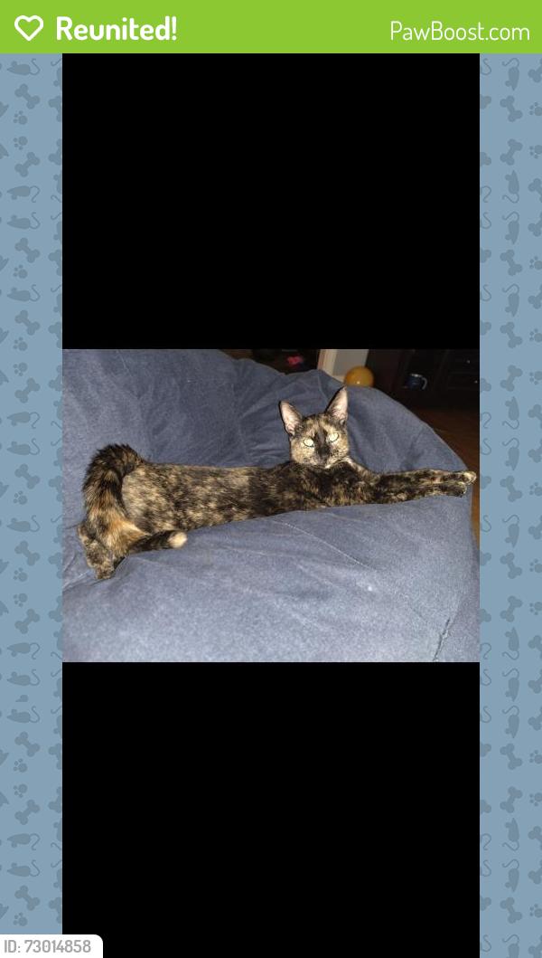 Reunited Female Cat last seen Bridge Rd Collegeville , Collegeville, PA 19426