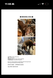 Lost Female Dog last seen Grand Brooks, Breezy hollow Ln, Grand Lakes, TX 77494