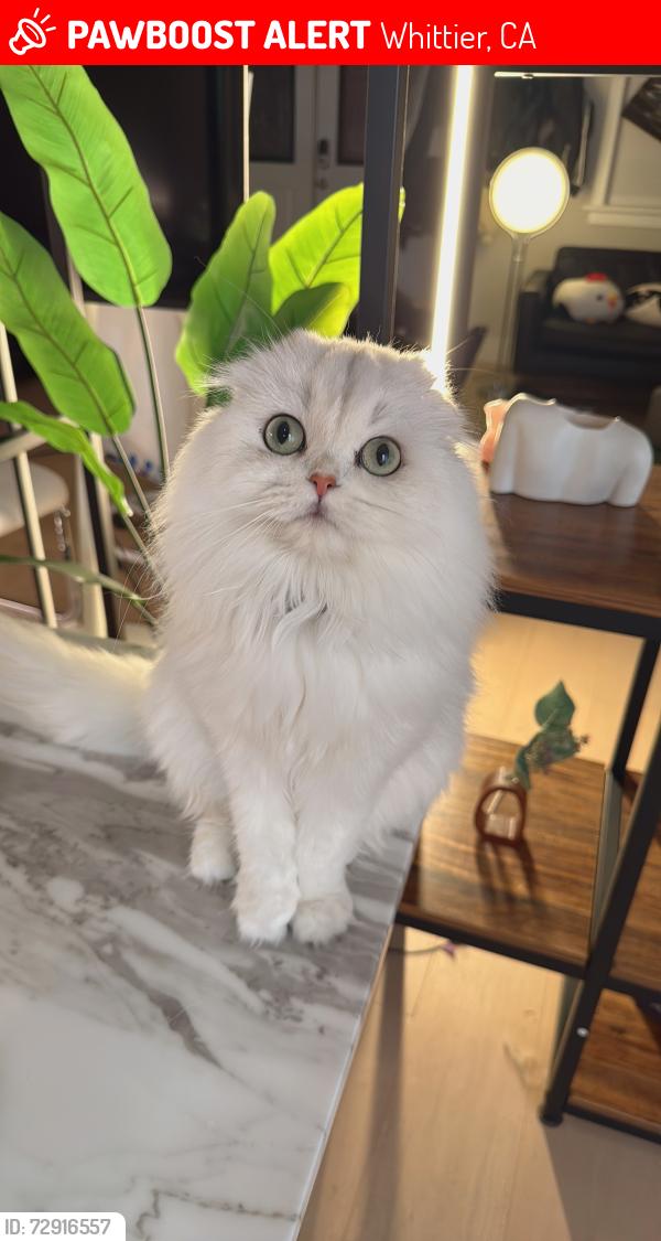 Lost Female Cat last seen North Whitter, Whittier, CA 90601