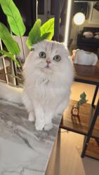 Lost Female Cat last seen North Whitter, Whittier, CA 90601