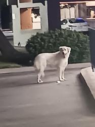 Found/Stray Unknown Dog last seen McDonald's Motel 6 Carl's Jr and Taco Bell, Sacramento, CA 95834