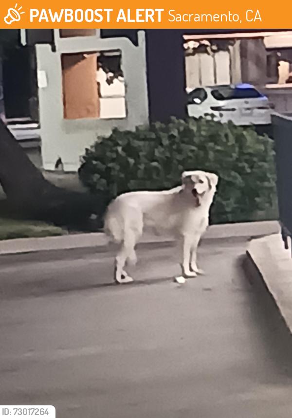 Found/Stray Unknown Dog last seen McDonald's Motel 6 Carl's Jr and Taco Bell, Sacramento, CA 95834
