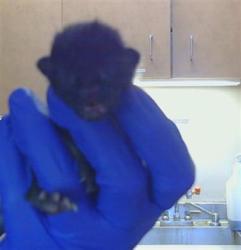 Shelter Stray Male Cat last seen MANZANITA AVE/LINCOLN AVE, 95608, 3839 Bradshaw Rd, Sacramento, CA 95827, USA
