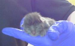 Shelter Stray Male Cat last seen , 3839 Bradshaw Rd, Sacramento, CA 95827, USA