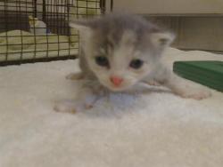 Shelter Stray Female Cat last seen Q ST/20TH ST. 95673, 3839 Bradshaw Rd, Sacramento, CA 95827, USA