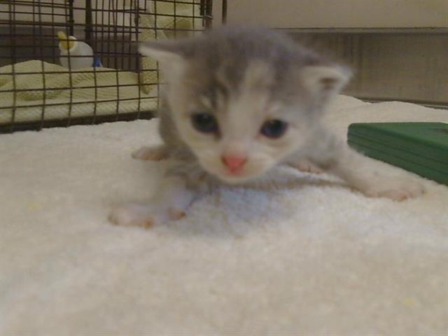 Shelter Stray Female Cat last seen Q ST/20TH ST. 95673, 3839 Bradshaw Rd, Sacramento, CA 95827, USA