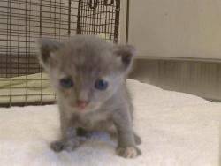 Shelter Stray Female Cat last seen Q ST/20TH ST. 95673, 3839 Bradshaw Rd, Sacramento, CA 95827, USA