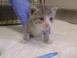 Shelter Stray Female Cat last seen Q ST/20TH ST. 95673, 3839 Bradshaw Rd, Sacramento, CA 95827, USA