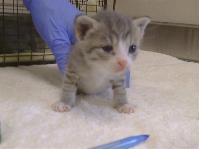 Shelter Stray Female Cat last seen Q ST/20TH ST. 95673, 3839 Bradshaw Rd, Sacramento, CA 95827, USA