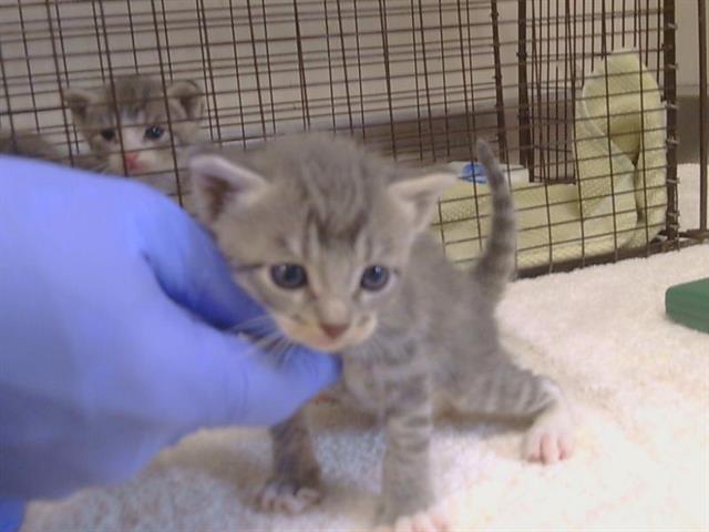 Shelter Stray Female Cat last seen Q ST/20TH ST. 95673, 3839 Bradshaw Rd, Sacramento, CA 95827, USA