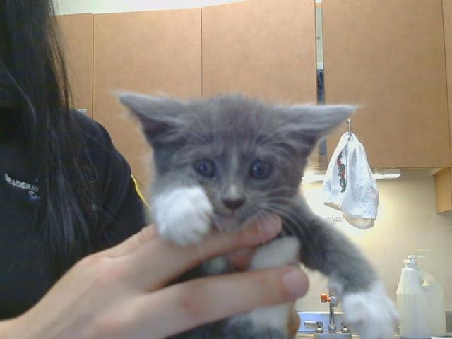 Shelter Stray Female Cat last seen D PKWY/CENTER PKWY, 95823, 3839 Bradshaw Rd, Sacramento, CA 95827, USA