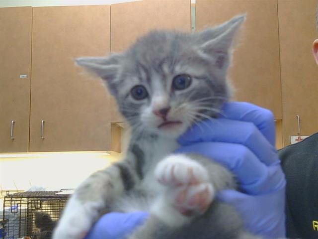 Shelter Stray Male Cat last seen D PKWY/CENTER PKWY, 95823, 3839 Bradshaw Rd, Sacramento, CA 95827, USA