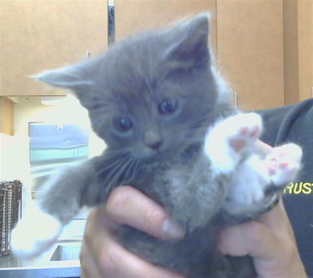Shelter Stray Male Cat last seen D PKWY/CENTER PKWY, 95823, 3839 Bradshaw Rd, Sacramento, CA 95827, USA
