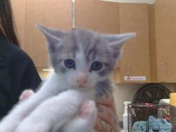 Shelter Stray Male Cat last seen D PKWY/CENTER PKWY, 95823, 3839 Bradshaw Rd, Sacramento, CA 95827, USA