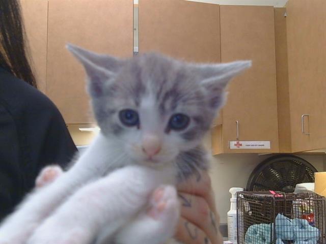 Shelter Stray Male Cat last seen D PKWY/CENTER PKWY, 95823, 3839 Bradshaw Rd, Sacramento, CA 95827, USA