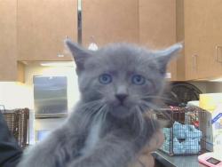 Shelter Stray Male Cat last seen D PKWY/CENTER PKWY, 95823, 3839 Bradshaw Rd, Sacramento, CA 95827, USA